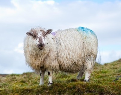 Sheep Portraits
