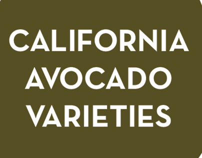 California Avocado Varieties