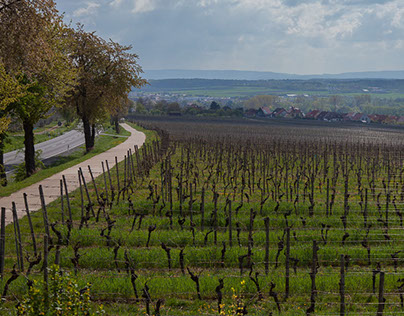 Weinregion Franken