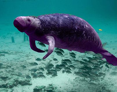 Animal Emphasis Project- Manatee
