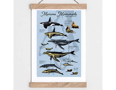Marine Mammals of the Puget Sound