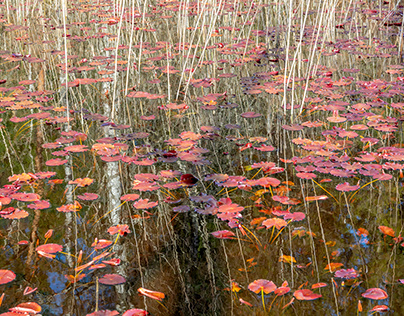 at the water lily pond 6.2 colors and leaves