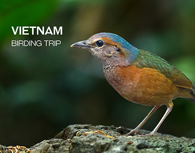 Vietnam Birding Trip