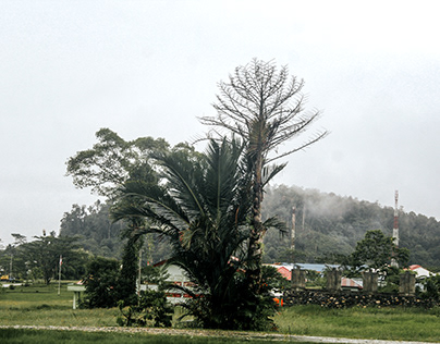 Pohon Sagu Di Yalimo Papua (YASI)