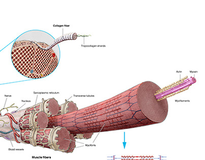 Architecture of a skeletal muscle