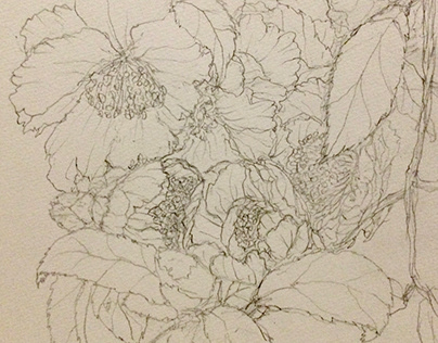 flower sketch  Camellia