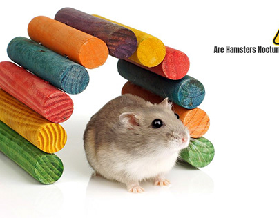 Are Hamsters Nocturnal?