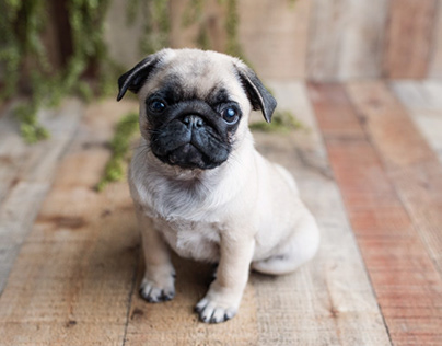 Little Wonders: Explore Our Mini Pugs for Sale Gallery!