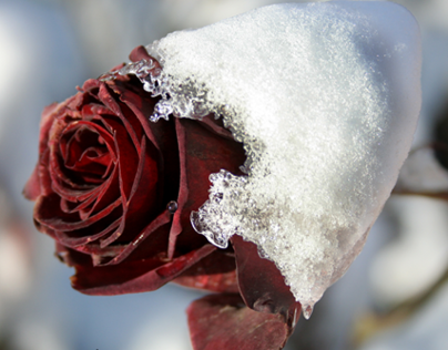 Snow-clad Roses, 2005