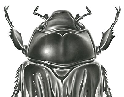Glorious Beetle Illustration