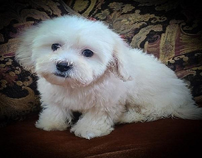 Mini Toy Poodles for Sale in Houston - Find Yours