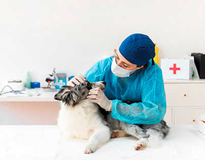 Proper Healthcare for Senior Dogs and Cats