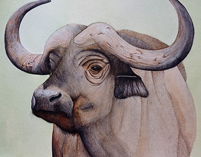 African Buffalo Painting