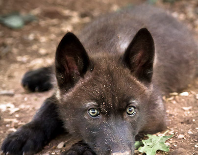 Wolf Puppies 2014