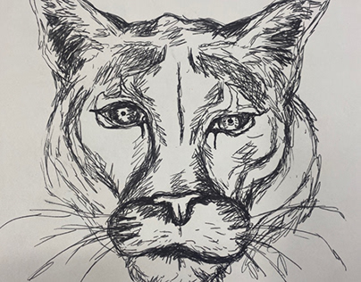 Puma head sketch