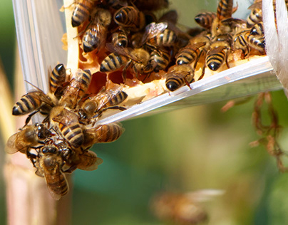 Benefits of Choosing Bee Control & Removal Services