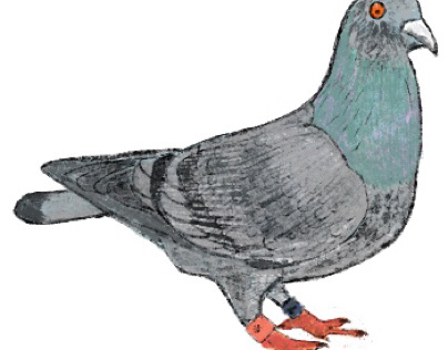 Pigeon illustration