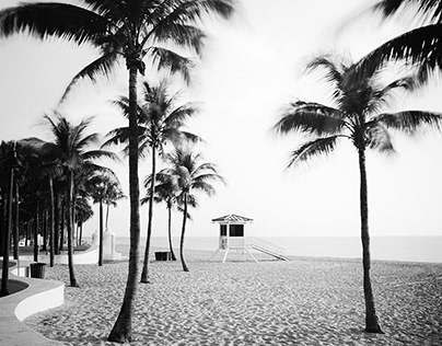 Palm Trees – black and white