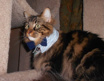 Formal Light Blue Collar with Blue Bow Tie