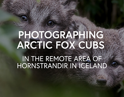 Photographing Arctic Fox Cubs