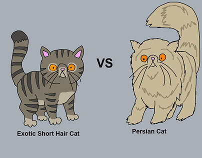 Exotic Short Hair Cat VS Persian Cat