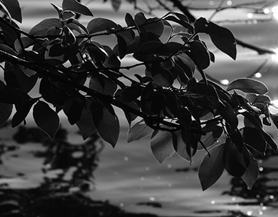 Water, Plants & Shadow