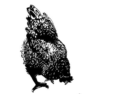 Ink drawings of poultry