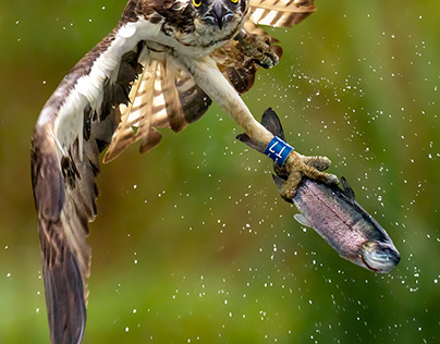 Flying Osprey