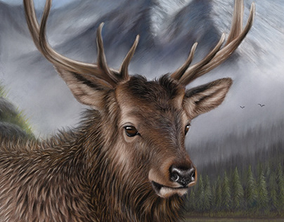 Portrait of an elk