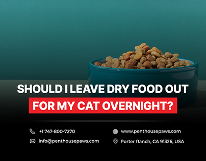 Should I leave dry food out for my cat overnight?