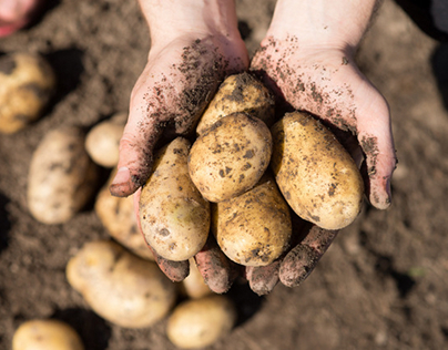 Potato Harvester| Potato Harvesting Machine