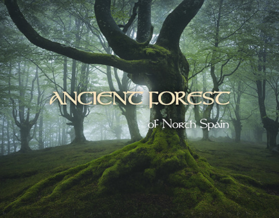 Ancient Forests of North Spain