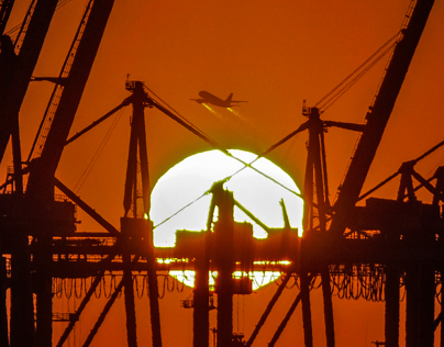 crane entangled sunset
