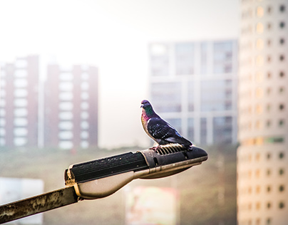 URBAN BIRDS / Photography