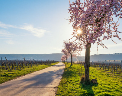 Almond trees in Spring, Rhineland Palatinate.