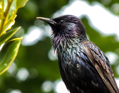 Starling Back Garden