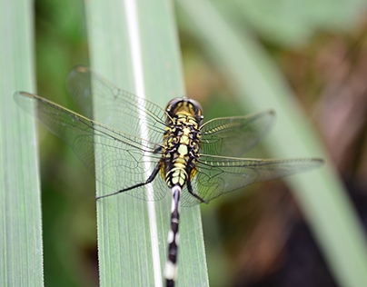ISO 400 Dragonfly