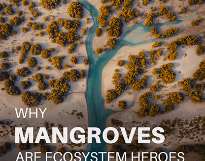 Why Mangroves are Ecosystems Heros