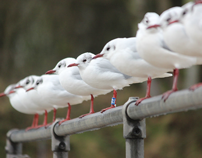 TZFM201 Spring Week 1 | White gulls on railing