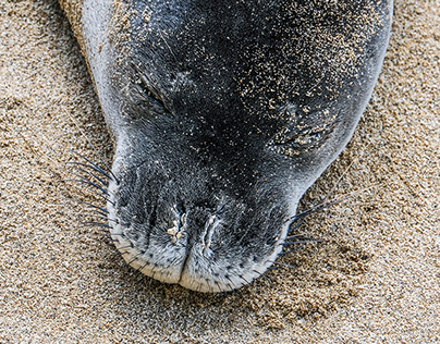 Monk Seal "Mahini"