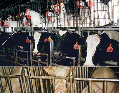 The Dangers of the Dairy Industry for Animals