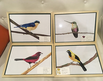 Ilustraciones, Guía de Aves (Universidad de los Andes)