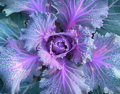 CABBAGE FROST