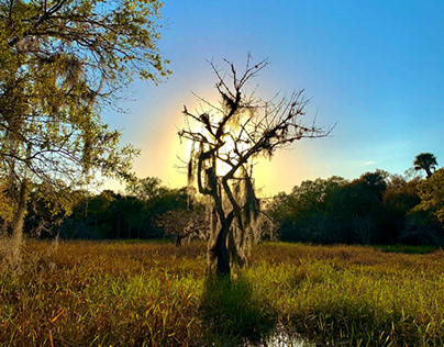 Myakka Florida state park