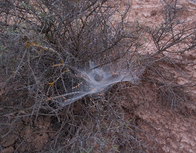 Telarañas / Spiderwebs