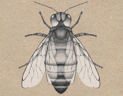 Bee Bee pencil drawing.