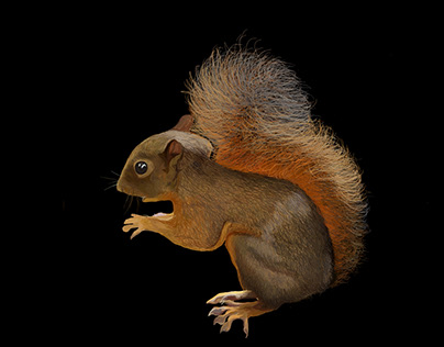 Red Tailed Squirrel