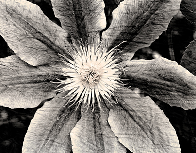The Clematis Flower
