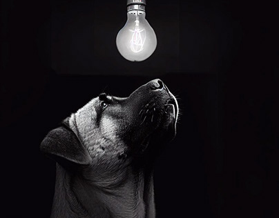 Turkish Kangal looking at the lamp