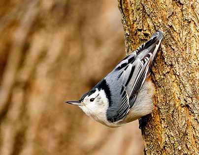 Photography - Birds & Ornithological